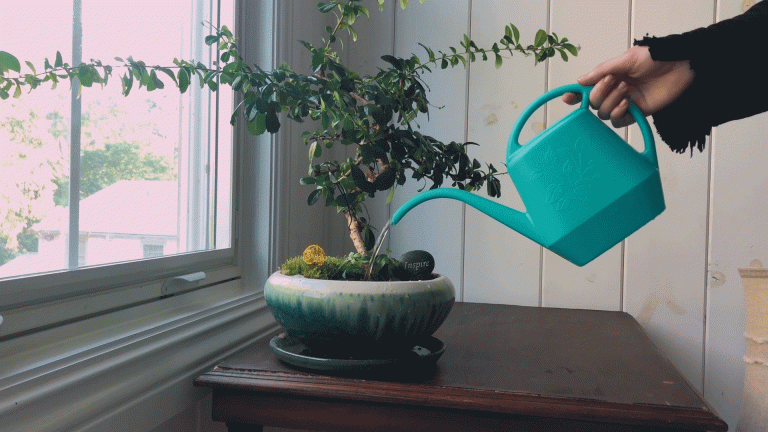Divine Waters Church and Ministry | Watering Bonsai GIF created by BK Burk